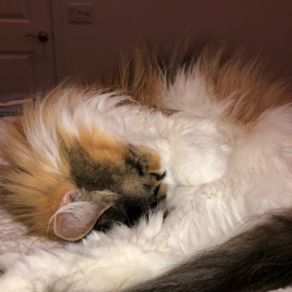 Meet your Posher, Kailee - Picture 1 of 1